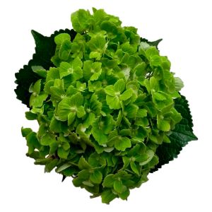 Mini Dark Green Hydrangea