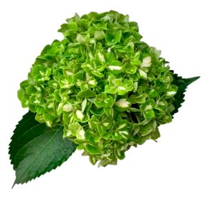 Select Green Hydrangea (Variegated)