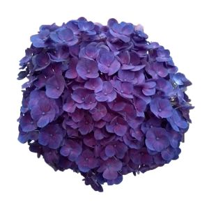 Jumbo Purple Hydrangea
