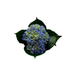 Mini Blue Hydrangea