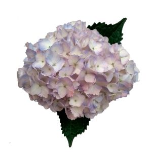 MDAY 2024Select Pinky Lavender Hydrangea