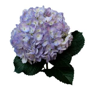 Select Lavender Hydrangea