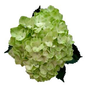 Select Sage Green Hydrangea