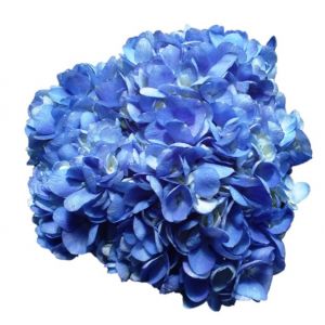 Select True Blue Hydrangea