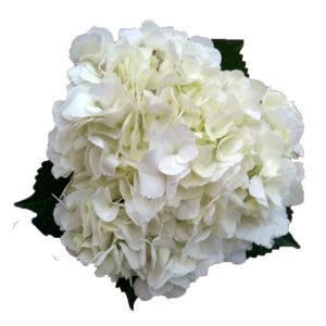 Jumbo White Hydrangea