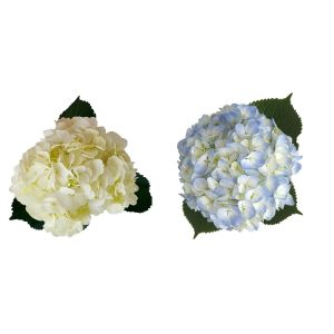 Assorted Hydrangea: Select White and Blue