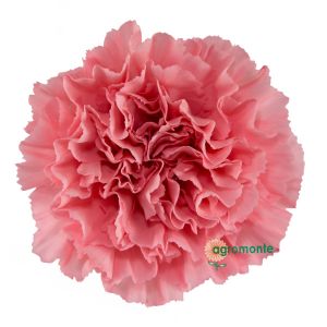 Carnation Kaori Pink 
