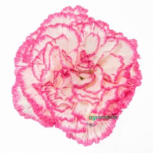 Carnation Komachi Bicolor 