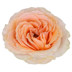 Felicity Peach Garden Look Roses