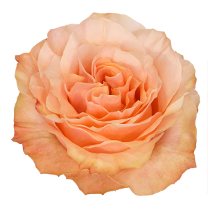Princess Crown Peach Garden Look Roses