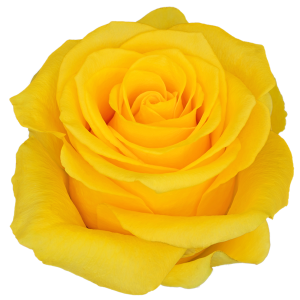 Brighton Yellow Rose