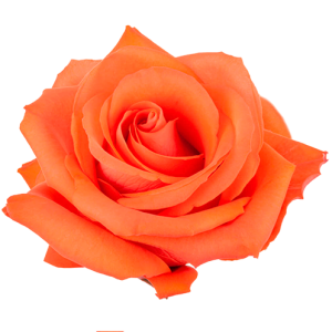 Alive Orange Rose