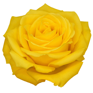 Bikini Yellow Rose
