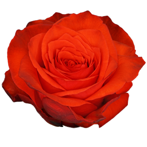 Bromo Orange Rose