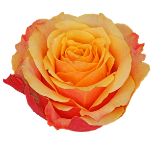 Cherry Brandy Bicolor Rose