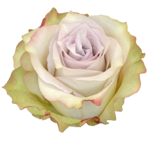 Deep Silver Lavender Rose