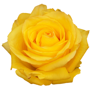 Deja Vu Yellow Rose