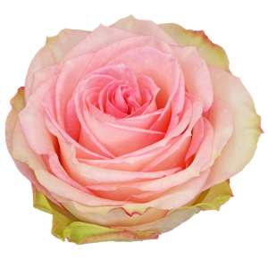 Esperance Light Pink Rose
