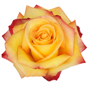 Fuego Yellow Rose