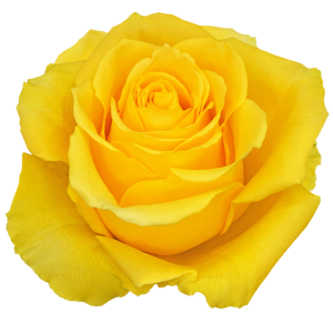 Giselle Yellow Rose