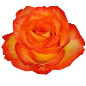 High And Magic Bicolor Rose