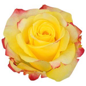 Hot Merengue Bicolor Rose