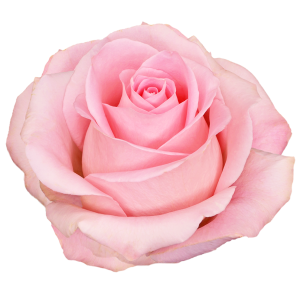 Luciano Light Pink Rose