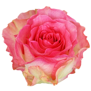 Malibu Bicolor Rose