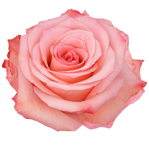 Millenial Pink True Pink Rose