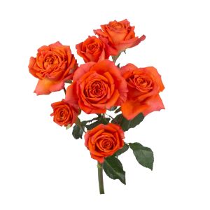 Bright Sension Orange Spray Roses