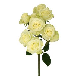 Floreana White Spray Roses