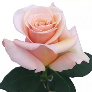 Mother of Pearl True Pink Rose