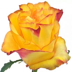 New Flash Bicolor Rose