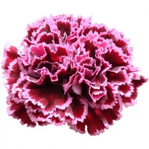 Nobbio Burgundy Burgundy Carnation