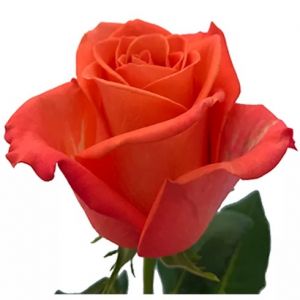 Orange Crush Orange Rose