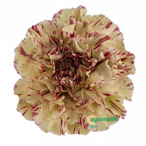 Carnation Pauleto Bicolor 