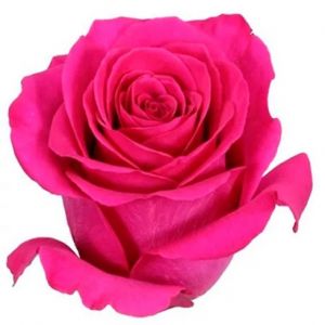 Pink Floyd Hot Pink Rose