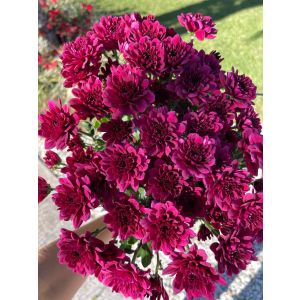Novelty Pompon Merida Splendyd Purple