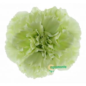 Carnation Prado Mint Green 