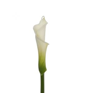 MDAY 2024 Premium White Calla Lily