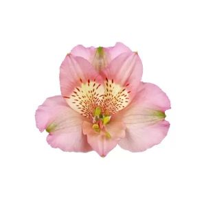 MDAY 2024 Select True Pink Primadonna Alstroemeria
