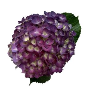 Select Purple Hydrangea