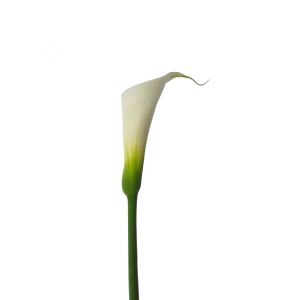 MDAY 2024  Select White Calla Lily