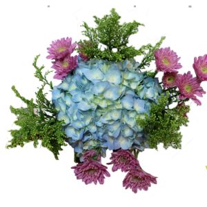 Hydrangea Select Blue, Aster, Pink Pompons (8 Bouquets/Box)