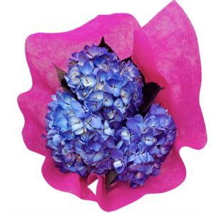 Hydrangea Select Blue Bouquet (12 Bouquets/Box)