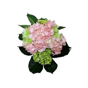 Hydrangea Pink Tinted, Mini Mojito Bouquets (9 Bouquets/Box)