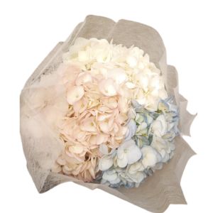 Hydrangea Select Blue, Pink, White Bouquet (12 Bouquets/Box)