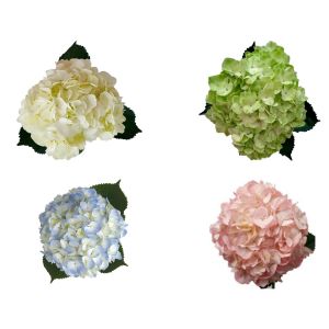 Assorted Hydrangea: Select White, Blue, Green, Tinted Pink