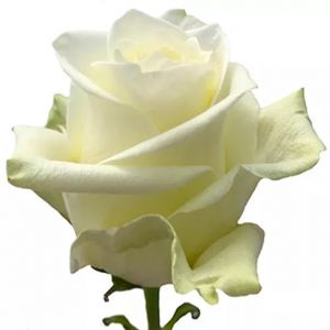 Sugar Doll White Rose
