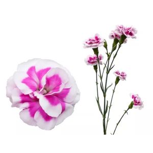 Novelty Super Trendy Tessino Bicolor Minicarnation